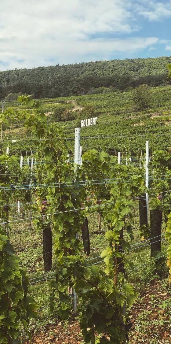 La parcelle du Grand Cru Goldert à Gueberschwihr